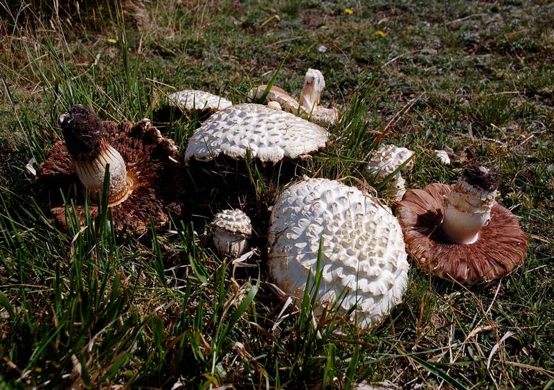 un coccodrillo nei monti Sibillini